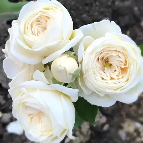 Роза АРТЕМИС шраб в Томске