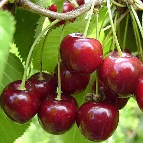 Вишня ХАРИТОНОВСКАЯ в Томске